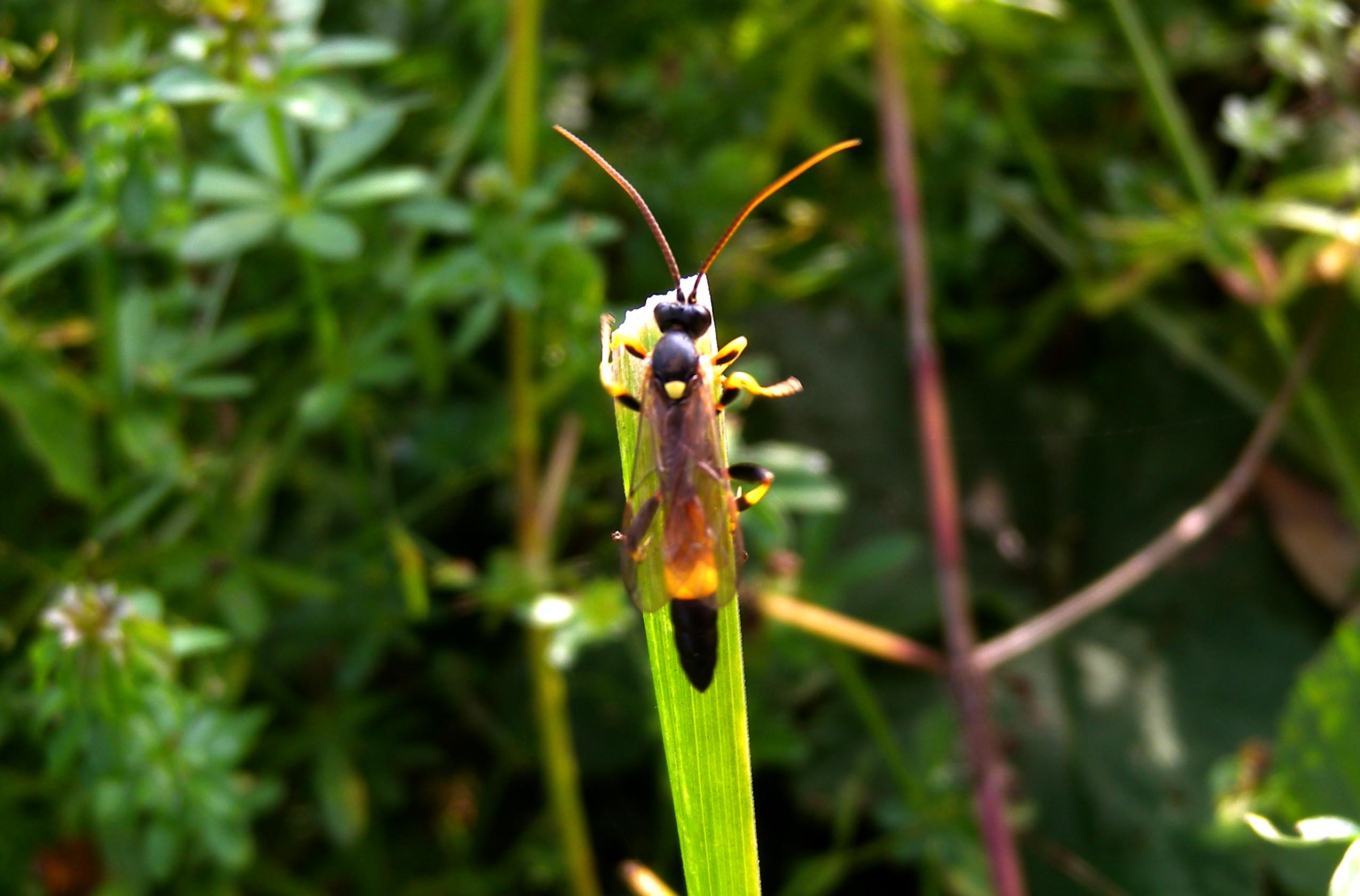 Ichneumonidae Ichneumoninae